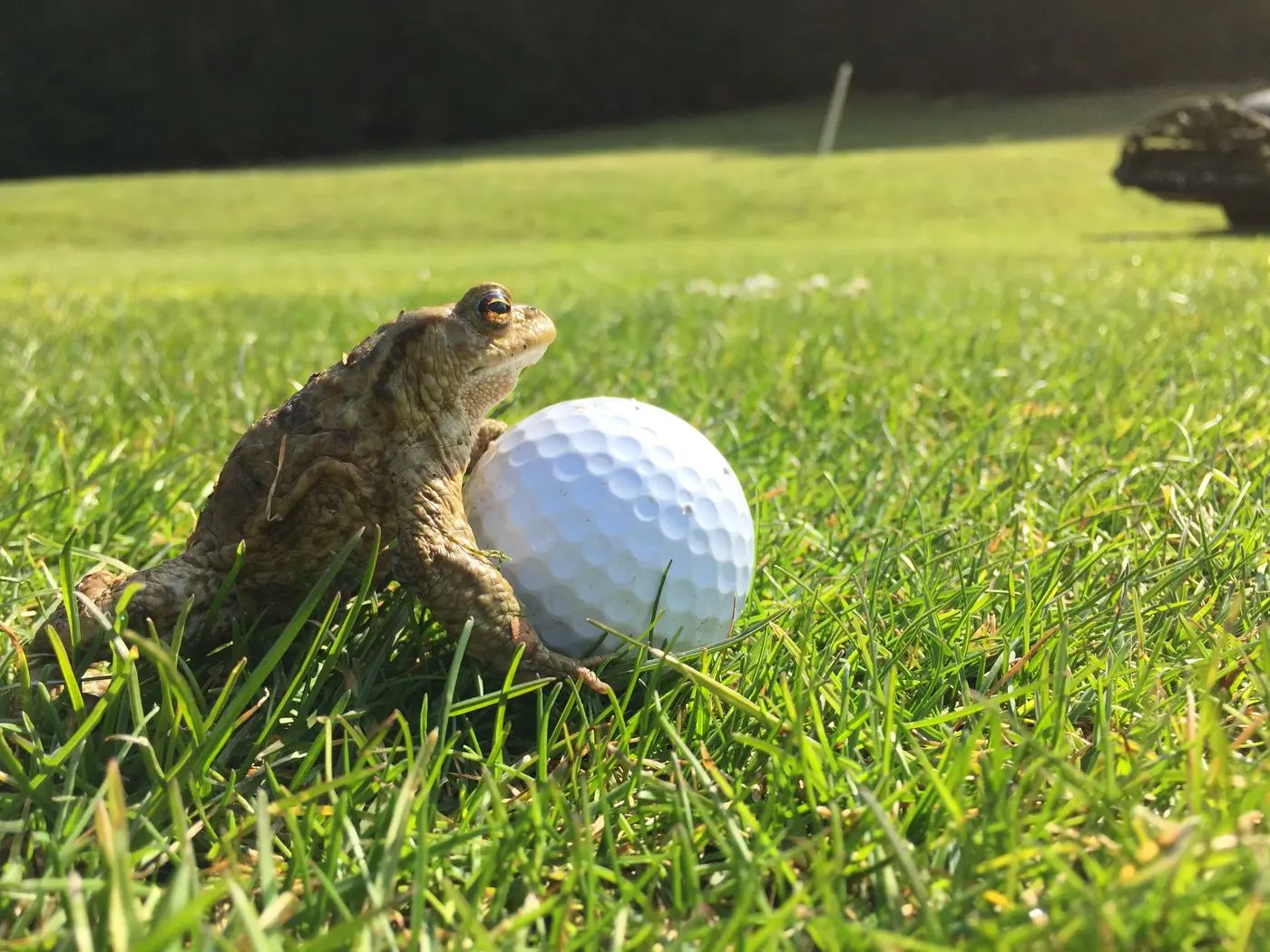 A toad sitting beside a golf ball in the grass