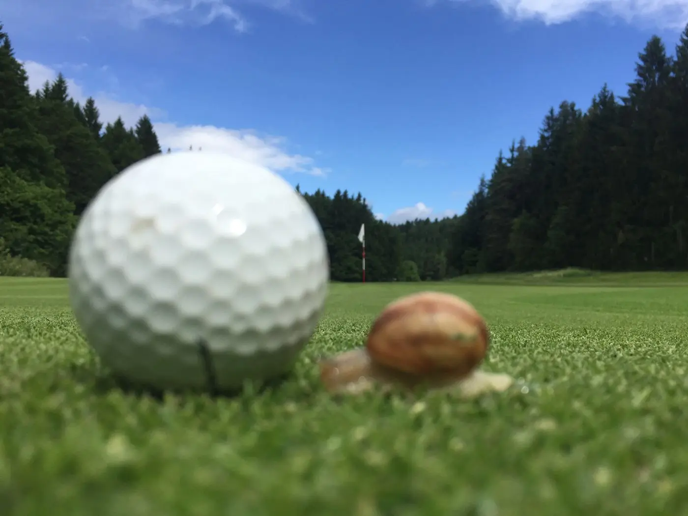 A snail crawling across the fairway beside a golf ball