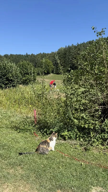 Tournament photo — 500% Golf Cup powered by Kärnten - 4th day of play: Golfanlage Gerhelm